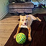 dog, pit_bull, pet, indoor, living_room, blanket, ball, toy, brown_and_white, lying_down, staring, paws, claws, recliner, couch, television, wood_floor, shoes, home, portrait