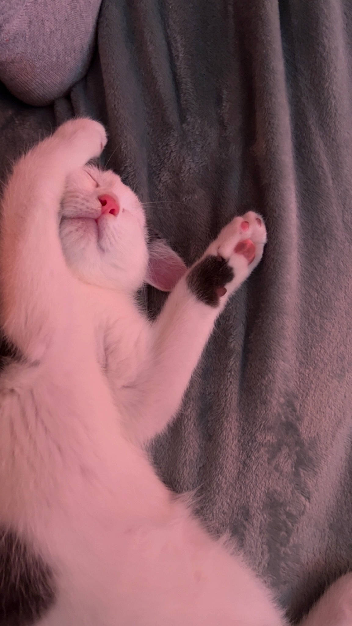 Mya participe au concours pour gagner de l'argent avec cette photo : carnivore, cat, comfort, domestic_short_haired_cat, fawn, felidae, flesh, foot, fur, gesture, human_leg, linens, nail, paw, sleeve, small_to_medium_sized_cats, snout, tail, textile, whiskers