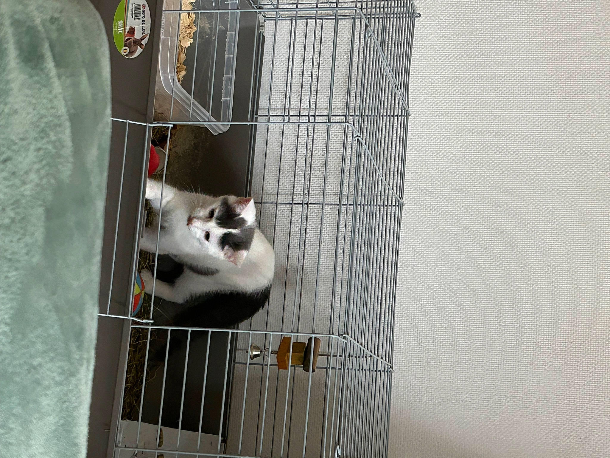 Mya participe au concours pour gagner de l'argent avec cette photo : animal_shelter, cage, carnivore, cat, domestic_short_haired_cat, door, felidae, fur, gas, machine, metal, pet_supply, small_to_medium_sized_cats, tail, whiskers, wood