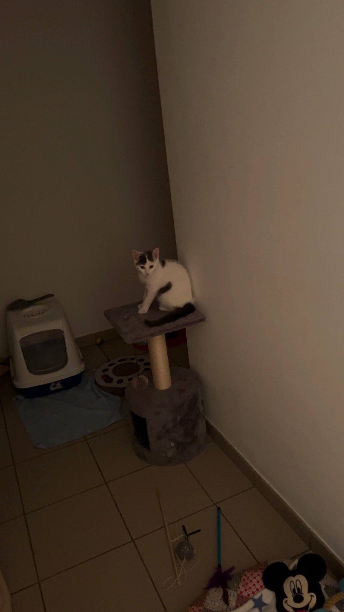 Mya a rejoint le concours — aidez-le/la à gagner de superbes lots ! building, cardboard, carnivore, cat, domestic_short_haired_cat, felidae, flooring, hardwood, home_appliance, machine, paper, paper_product, plumbing_fixture, room, small_to_medium_sized_cats, tail, toilet, toilet_seat, whiskers, wood