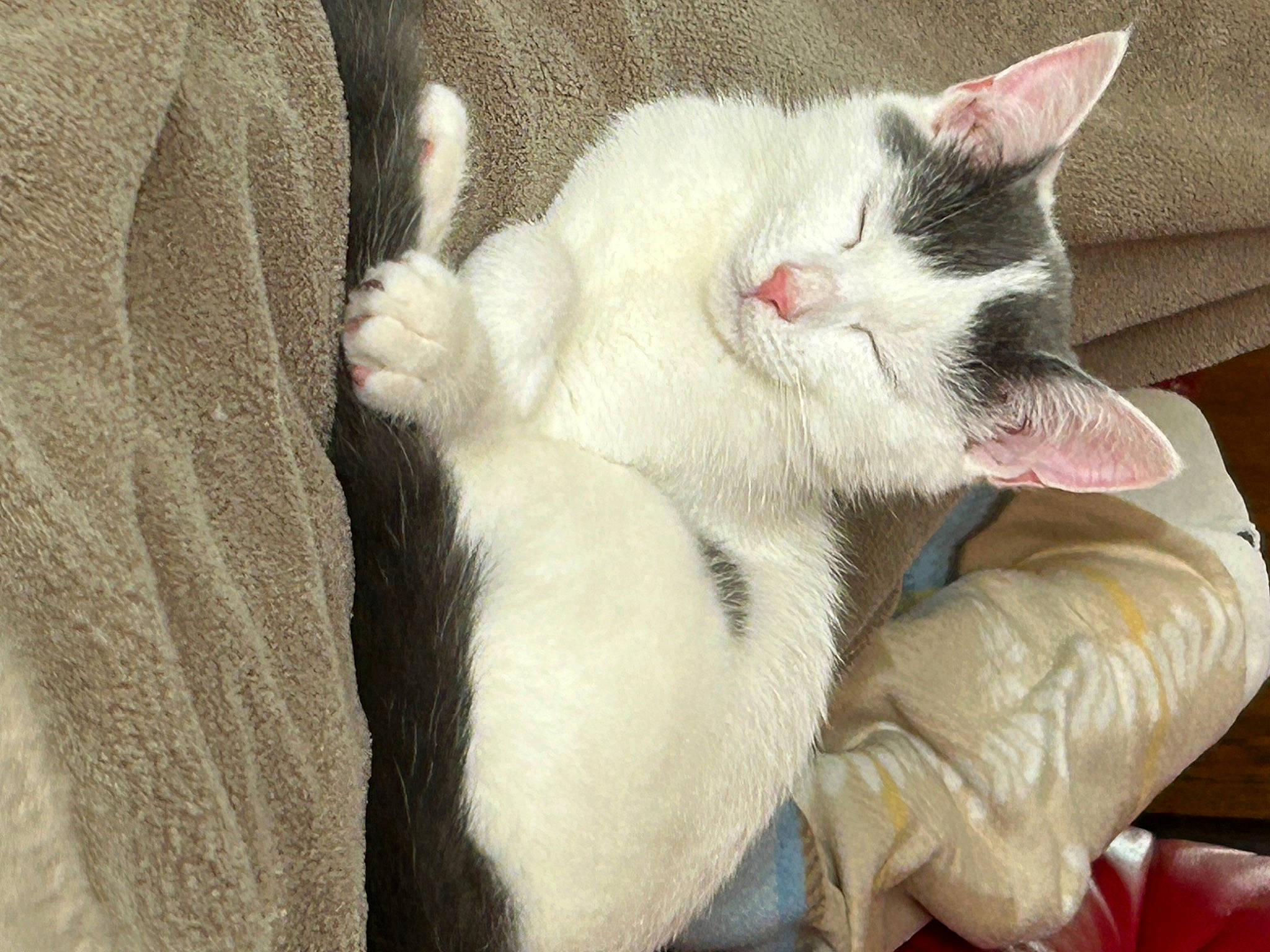 Mya participe au concours pour gagner de l'argent avec cette photo : carnivore, cat, claw, comfort, domestic_short_haired_cat, fawn, felidae, fur, nap, paw, sleep, small_to_medium_sized_cats, snout, tail, whiskers