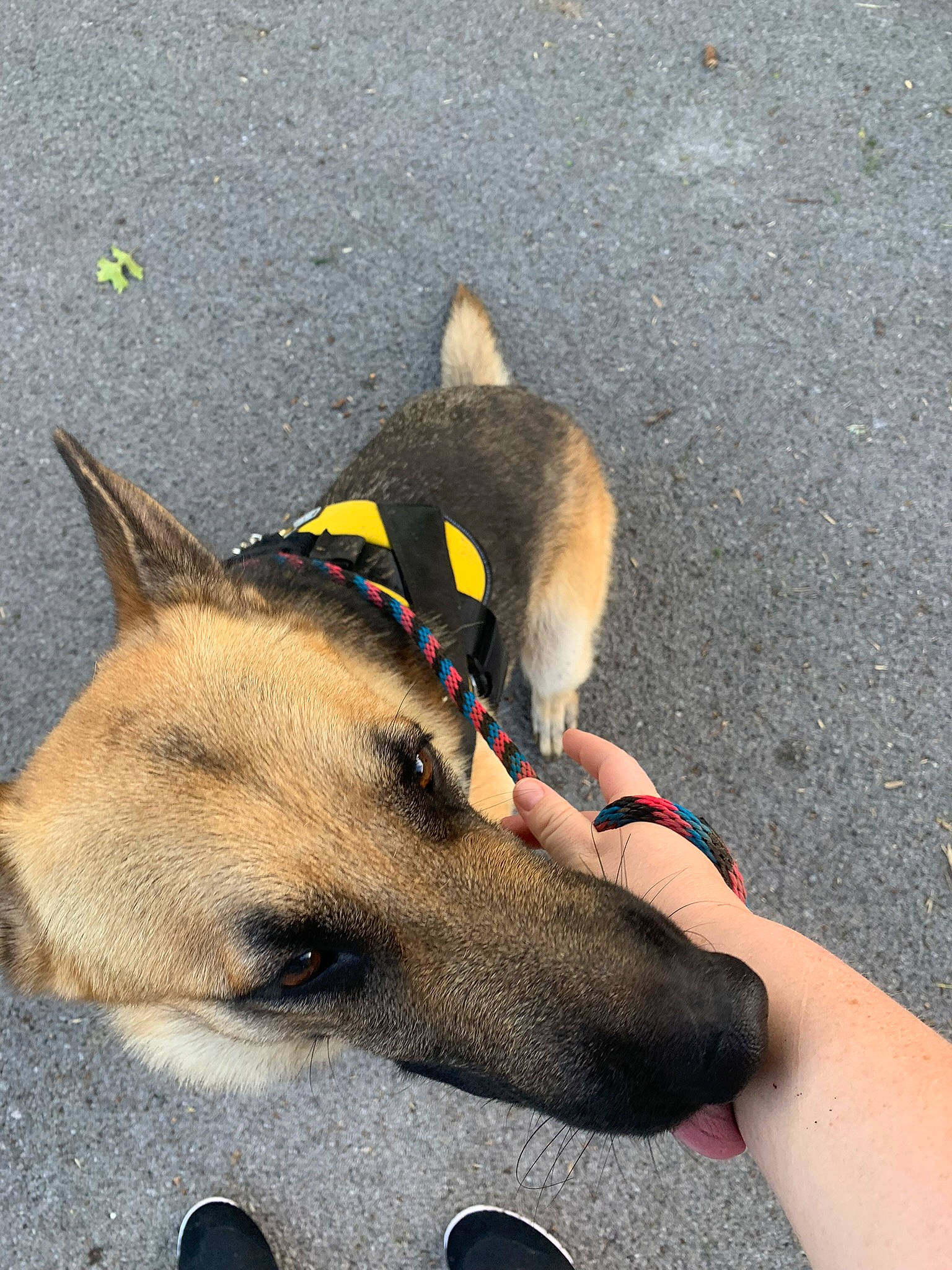 Barney is registered to the contest to win money with this photo: canidae, canis, carnivore, collar, companion_dog, dog, dog_breed, dog_hiking, east_european_shepherd, fawn, foot, fur, herding_dog, human_leg, paw, snout, sporting_group, terrestrial_animal, working_animal, working_dog