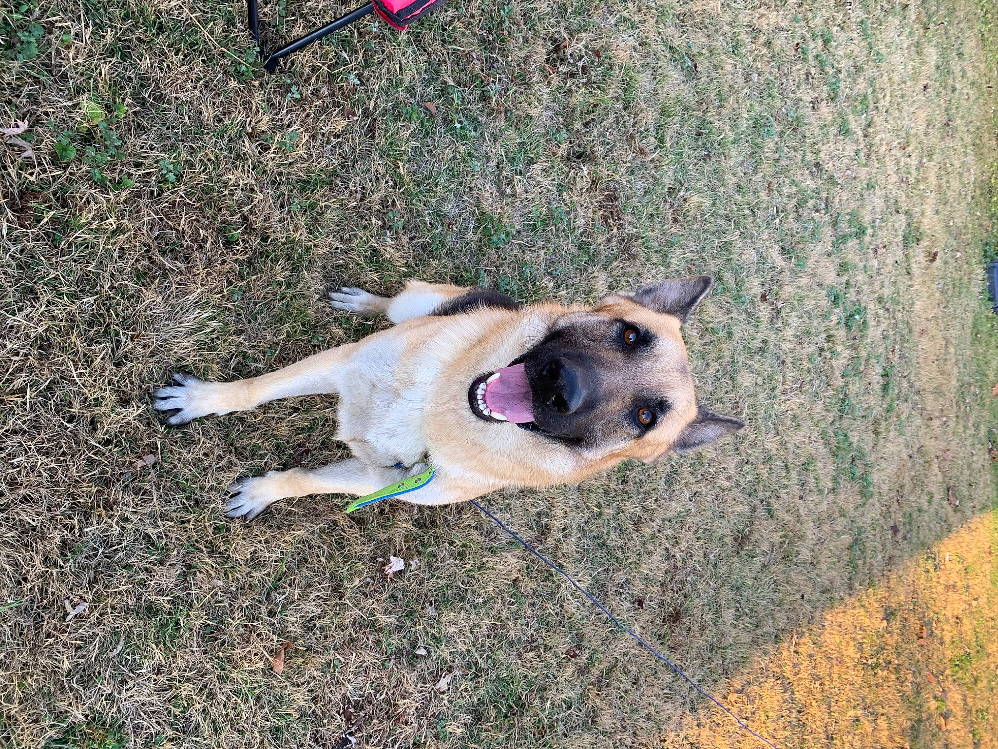 Barney is registered to the contest to win money with this photo: ancient_dog_breeds, carnivore, collar, companion_dog, dog, dog_breed, dog_clothes, dog_supply, grass, leash, paw, pug, puppy, road_surface, shadow, soil, tail, toy_dog, working_animal, working_dog