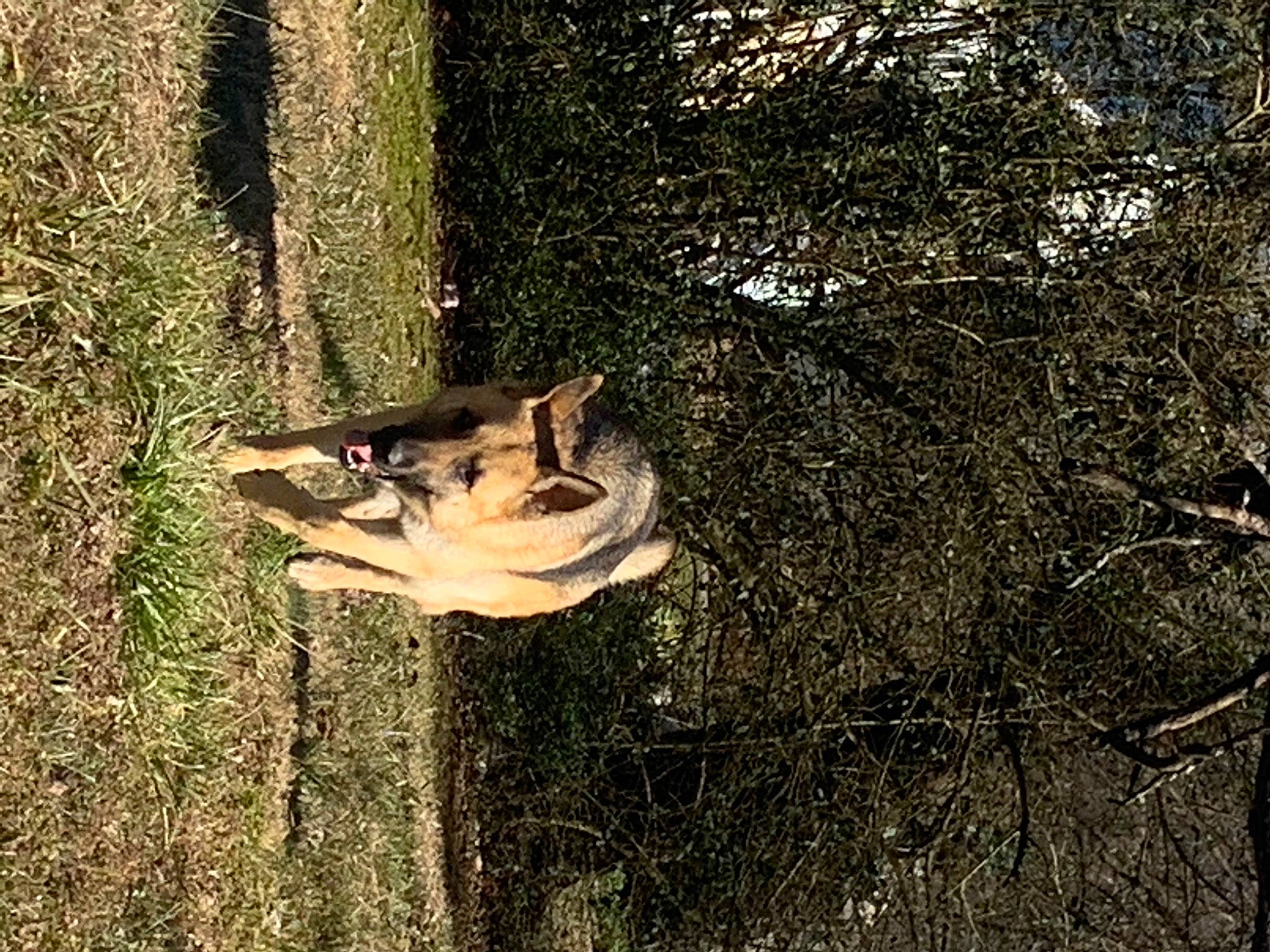 Barney joined the competition — help win amazing prizes! canidae, fawn, forest, grass, landscape, natural_landscape, people_in_nature, plant, shadow, soil, sporting_group, tail, terrestrial_animal, tints_and_shades, tree, trunk, twig, wildlife, wood, woodland