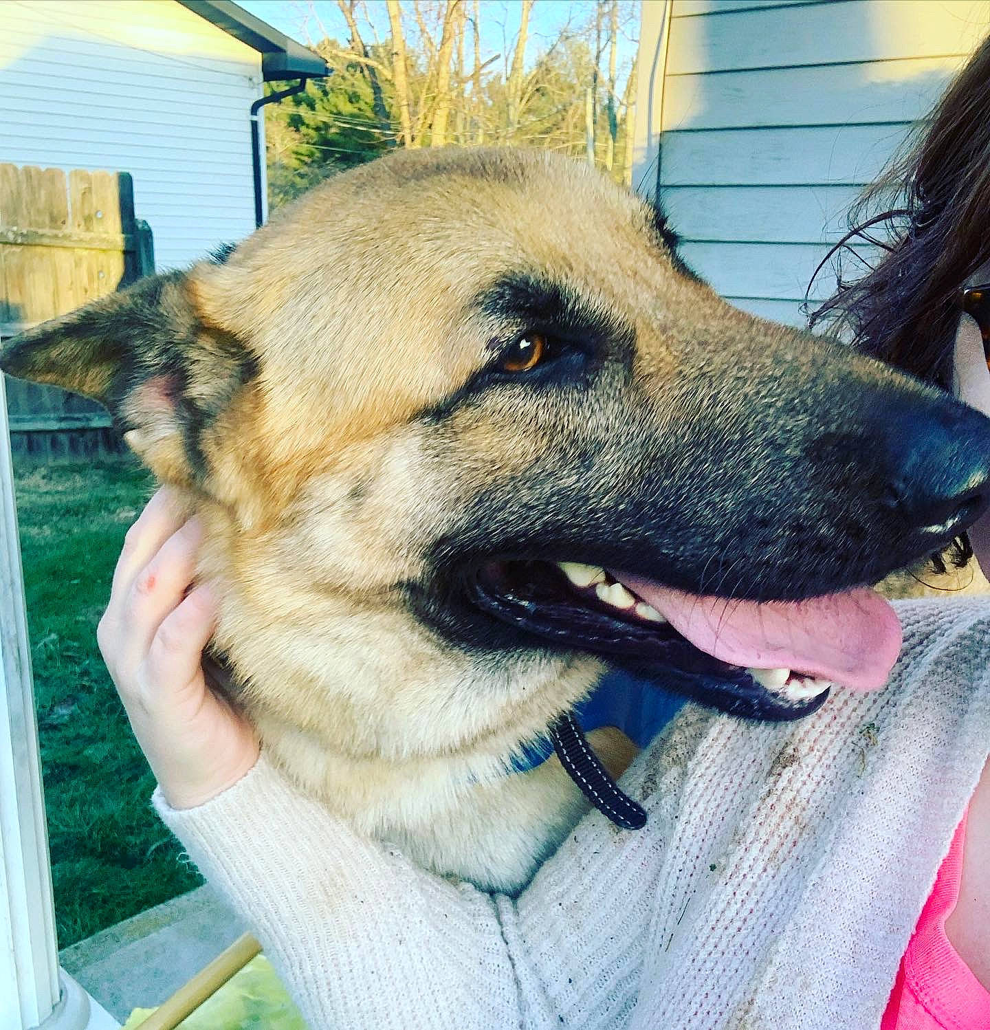 Barney is registered to the contest to win money with this photo: belgian_shepherd_malinois, canidae, carnivore, collar, companion_dog, dog, dog_breed, dog_collar, fawn, fur, german_shepherd_dog, herding_dog, jaw, king_shepherd, old_german_shepherd_dog, pet_supply, snout, sporting_group, whiskers, working_dog