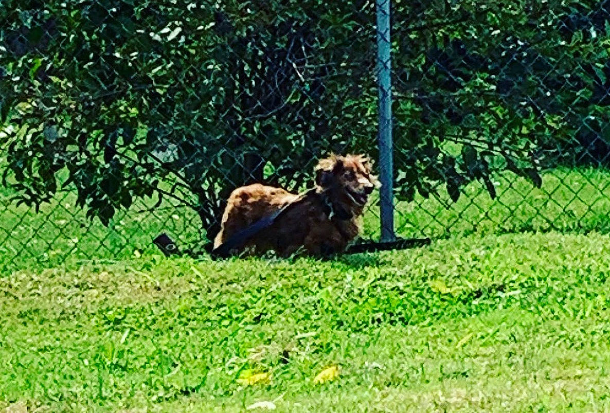 Chloe is registered to the contest to win money with this photo: big_cats, canidae, carnivore, dog_breed, fawn, felidae, fence, grass, grassland, groundcover, lion, masai_lion, pasture, plant, recreation, sporting_group, terrestrial_animal, tree