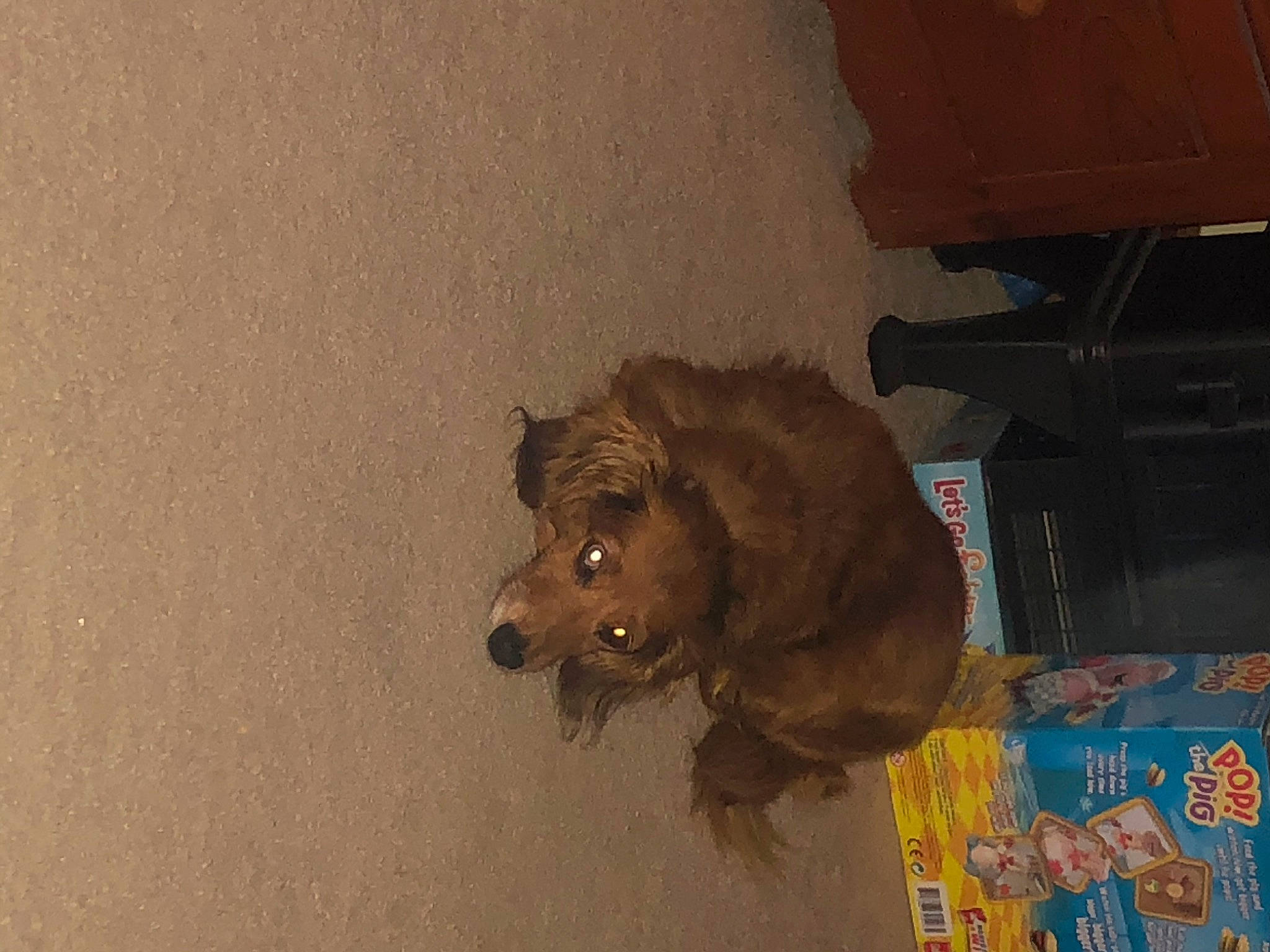 Chloe is registered to the contest to win money with this photo: art, brown, canidae, carnivore, companion_dog, dog, dog_breed, fawn, flooring, fur, hardwood, liver, snout, sporting_group, terrestrial_animal, wood, working_animal