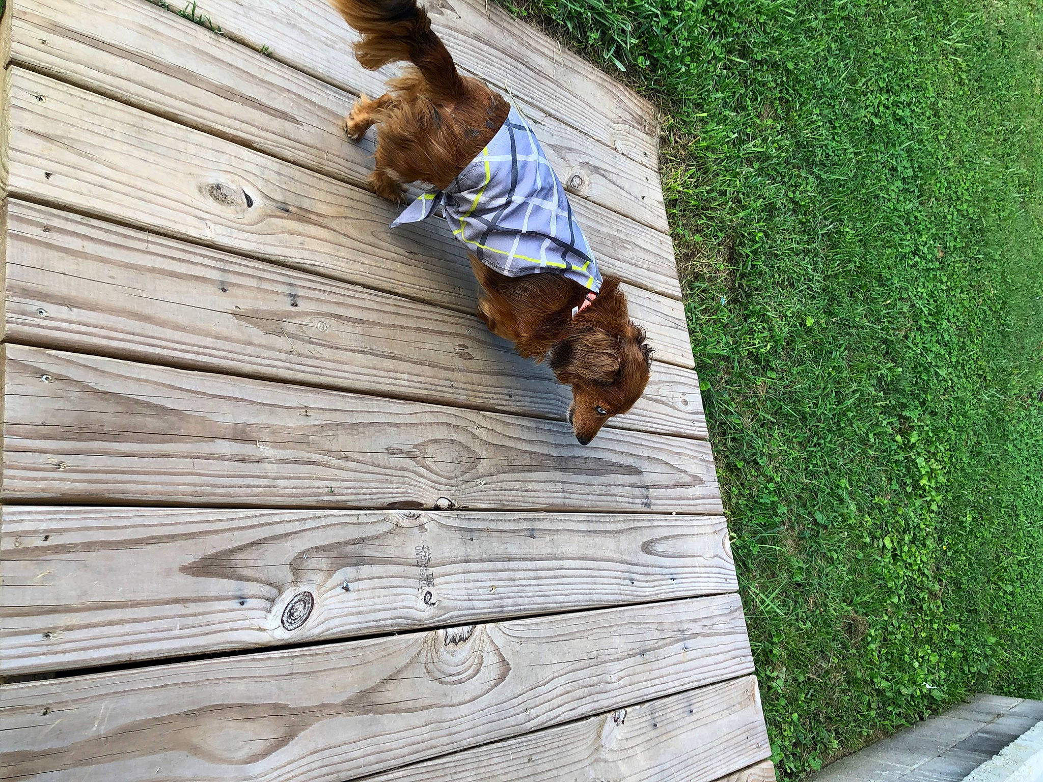 Chloe is registered to the contest to win money with this photo: adventure, carnivore, companion_dog, dog, dog_breed, door, fawn, flooring, grass, hardwood, leisure, lumber, plank, plant, recreation, siding, sporting_group, tree, wood, wood_stain