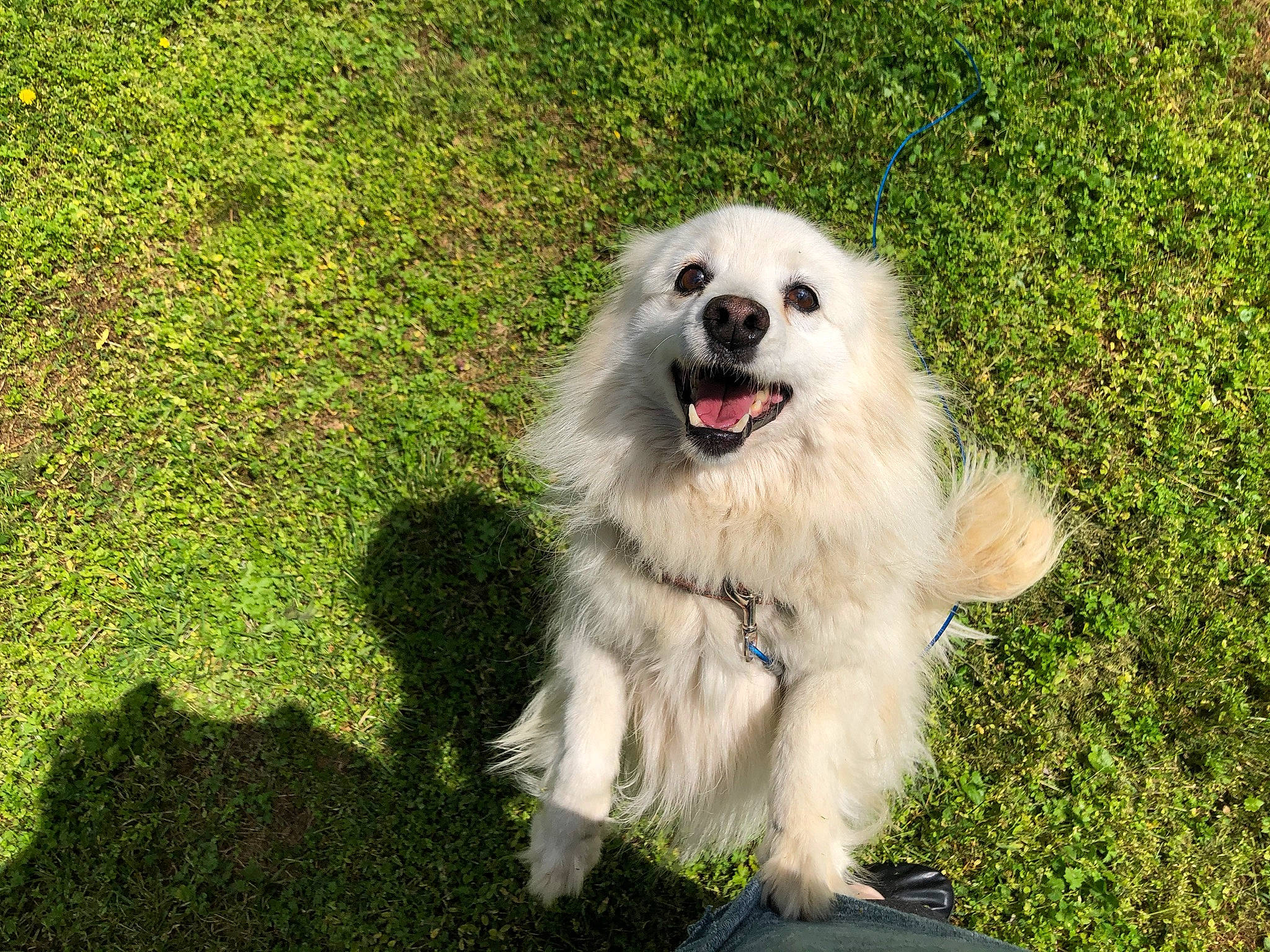 Ms. Kittie is registered to the contest to win money with this photo: american_eskimo_dog, canidae, carnivore, companion_dog, dog, dog_breed, fang, german_spitz, german_spitz_mittel, grass, indian_spitz, livestock_guardian_dog, maremma_sheepdog, polish_tatra_sheepdog, samoyed, snout, spitz, sporting_group, volpino_italiano, working_dog