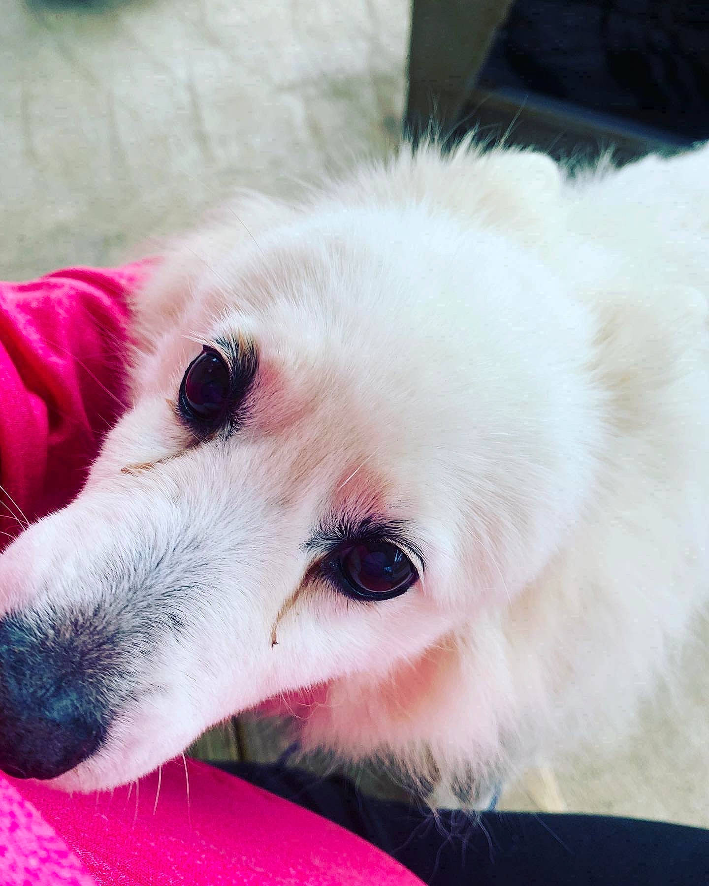 Ms. Kittie joined the competition — help win amazing prizes! american_eskimo_dog, canidae, carnivore, comfort, companion_dog, dog, dog_breed, eye, eyelash, fur, german_spitz, non_sporting_group, paw, puppy, samoyed, snout, sporting_group, volpino_italiano, whiskers