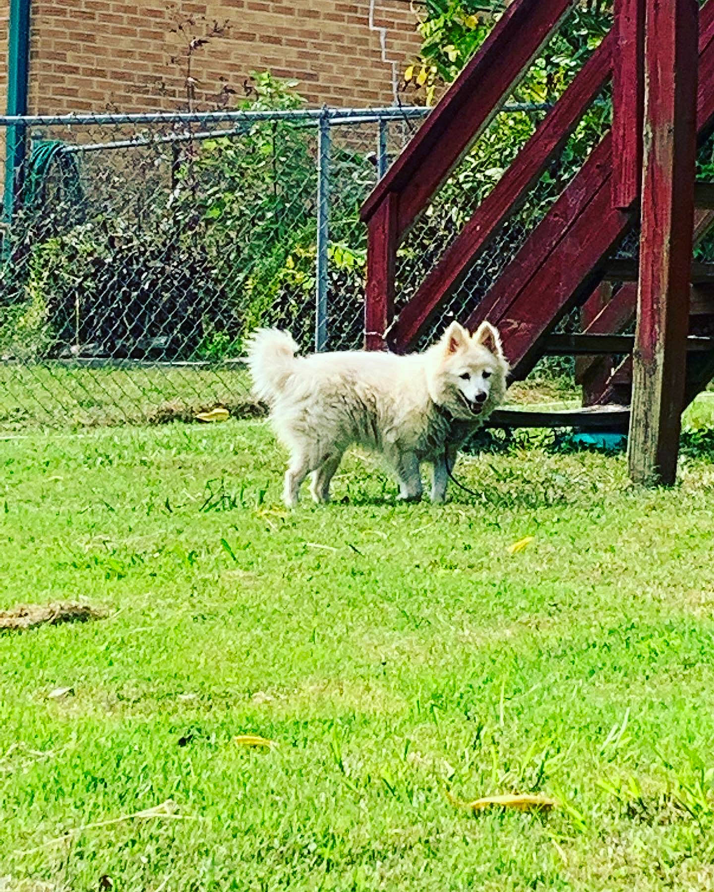 Ms. Kittie joined the competition — help win amazing prizes! backyard, canidae, carnivore, companion_dog, dog, dog_breed, fence, grass, non_sporting_group, pasture, plant, poodle, sporting_group, tail, toy_dog, tree, working_animal, yard