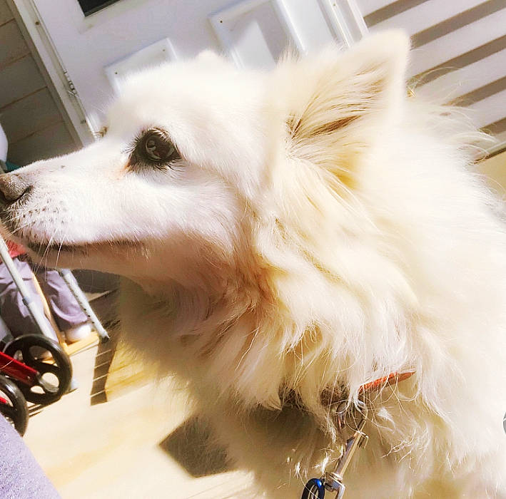 Ms. Kittie joined the competition — help win amazing prizes! canidae, carnivore, collar, companion_dog, dog, dog_breed, fur, german_spitz, german_spitz_mittel, indian_spitz, japanese_spitz, non_sporting_group, snout, spitz, sporting_group, toy_dog, volpino_italiano, whiskers, windscreen_wiper, working_animal