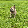 dog, french_bulldog, grass, park, trees, collar, pet, outdoor, animal, greenery, suburban, nature, canine, alert, standing, daytime, cute, mammal, leisure, curious