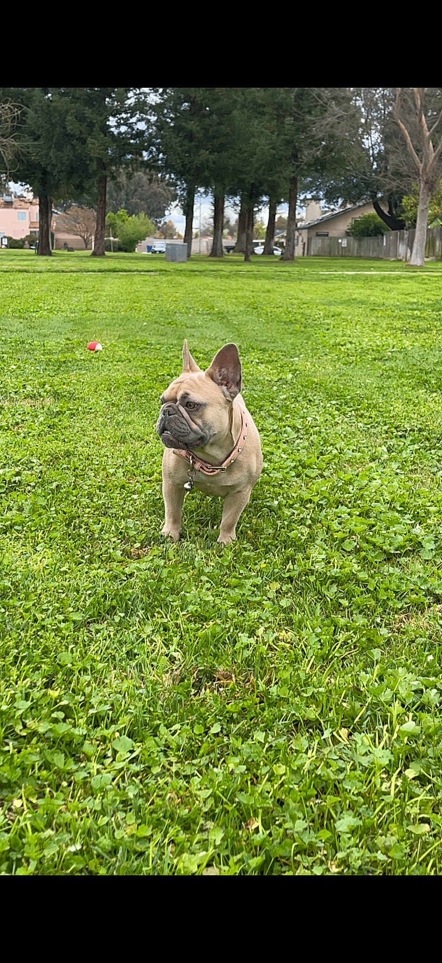 Hazel joined the competition — help win amazing prizes! dog, french_bulldog, grass, park, trees, collar, pet, outdoor, animal, greenery, suburban, nature, canine, alert, standing, daytime, cute, mammal, leisure, curious