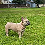 Hazel joined the competition — help win amazing prizes! dog, french_bulldog, grass, collar, outdoor, pet, animal, greenery, tree, house, fence, sky, cloud, canine, nature, park, mammal, standing, daytime, alert