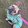 animal, brown_eyes, canine, cute, dirt, dog, ears_up, flower_pattern, french_bulldog, grass, green, leash, looking_up, nature, outdoor, paw, pet, pink, raincoat, sitting