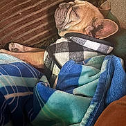 Hazel is registered to the contest to win money with this photo: dog, french_bulldog, sleeping, blanket, couch, cozy, pet, indoor, fur, snug, resting, cute, animal, wrapped, comfort, soft, striped, jacket, ears, relaxation