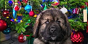 Titan is registered to the contest to win money with this photo: black, blue, brown, carpet, christmas_tree, cute, decorations, dog, festive, fluffy, greenery, holiday, indoor, lights, ornaments, pet, puppy, red, white, yellow