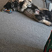 Titan is registered to the contest to win money with this photo: animal, blanket, canine, carpet, colorful, cozy, dog, domestic, floor, fluffy, fur, home, indoor, lying_down, pet_crate, playful, relaxed, resting, rope_toy, toy