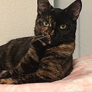 Gemma joined the competition — help win amazing prizes! cat, tortoiseshell, pet, animal, feline, indoor, blanket, resting, yellow_eyes, fur, whiskers, ears, cozy, closeup, portrait, domestic_cat, soft_texture, relaxed, cute, home