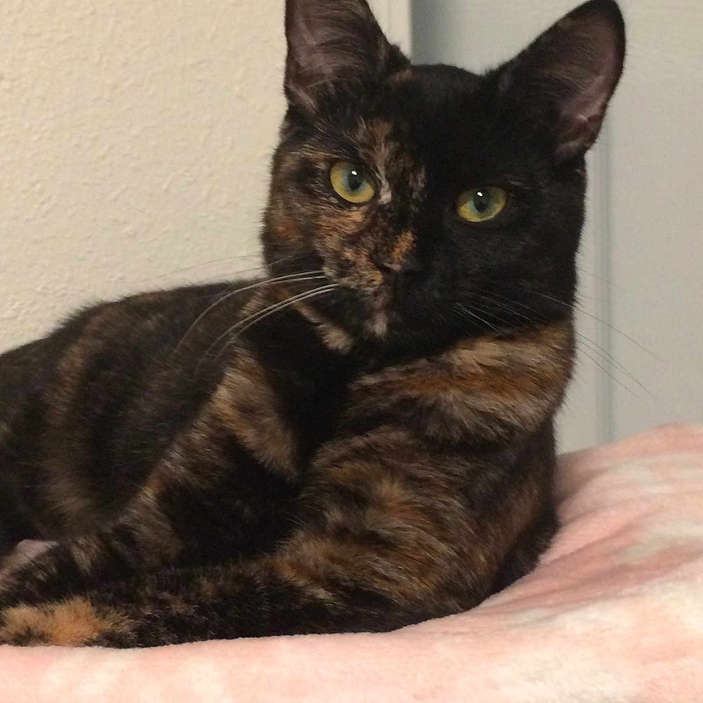 Gemma