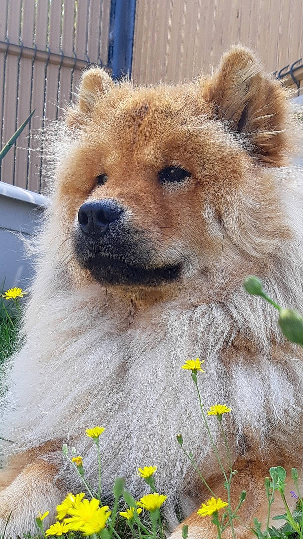 Olya a rejoint le concours — aidez-le/la à gagner de superbes lots ! ancient_dog_breeds, canidae, carnivore, companion_dog, dog, dog_breed, fawn, fur, german_spitz_mittel, giant_dog_breed, grass, liver, snout, spitz, sporting_group, terrestrial_animal, volpino_italiano, whiskers, wildlife, working_animal