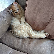 Cooper joined the competition — help win amazing prizes! animal, blue_eyes, brown_couch, cat, couch, cozy, cute, domestic_cat, ears, feline, fluffy, fur, indoor, kitten, orange_tabby, paws, pet, relaxed, resting, whiskers
