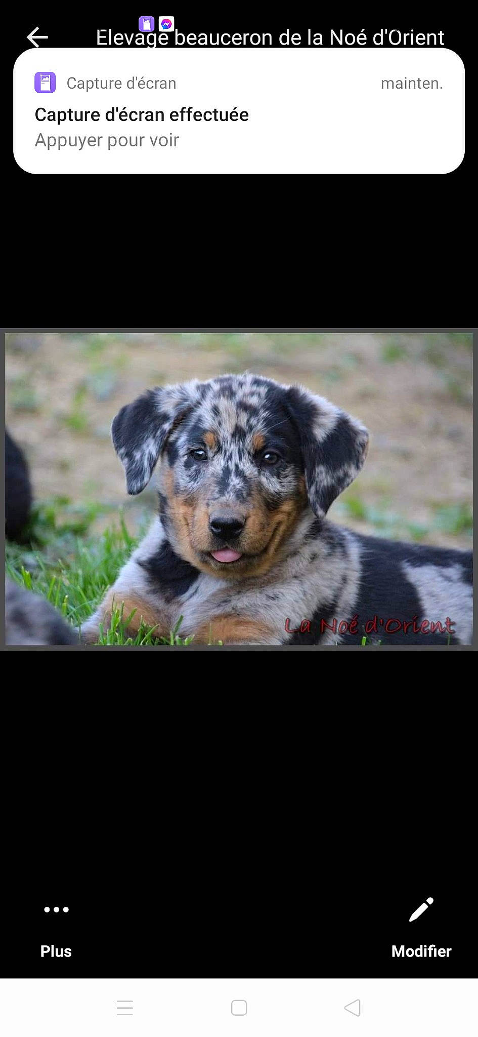 Thalès a rejoint le concours — aidez-le/la à gagner de superbes lots ! art, canidae, carnivore, companion_dog, display_device, dog, dog_breed, font, gadget, grass, photo_caption, plant, puppy, rectangle, rock, snout, sporting_group, wildlife, working_animal, working_dog