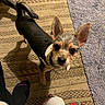 Luke joined the competition — help win amazing prizes! dog, small_dog, pet, curious, ears, bandana, black_and_tan, toy, rug, purple_mat, footwear, sock, indoor, floor, looking_up, animal, companion, cute, home, playful