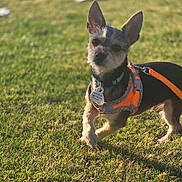Luke joined the competition — help win amazing prizes! dog, small_dog, orange_harness, leash, grass, outdoor, sunlight, pet, animal, ears, walking, cute, canine, daylight, nature, fur, collar, tag, playing, park