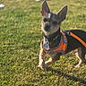 animal, canine, collar, cute, daylight, dog, ears, fur, grass, leash, nature, orange_harness, outdoor, park, pet, playing, small_dog, sunlight, tag, walking