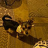 animal, bandana, blurry, bone_pattern, brown_floor, cozy, curious, dog, dog_bed, ear_fluff, floor_mat, indoor, indoor_lighting, looking_up, patterned_rug, perky_ears, pet, rug, small_dog, warm_lighting