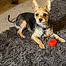 Luke is registered to the contest to win money with this photo: animal, carpet, chair, collar, cozy, decor, dog, ear, floor, furniture, indoor, laying, leash, pet, red_toy, rug, small_dog, snake_decoration, toy, wooden_chair