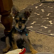 Luke joined the competition — help win amazing prizes! puppy, dog, toy, plush_toy, carpet, indoor, mat, bone_pattern, wooden_table_leg, door, collar, bell, pet, animal, small_dog, floor, furniture, cute, home, playful