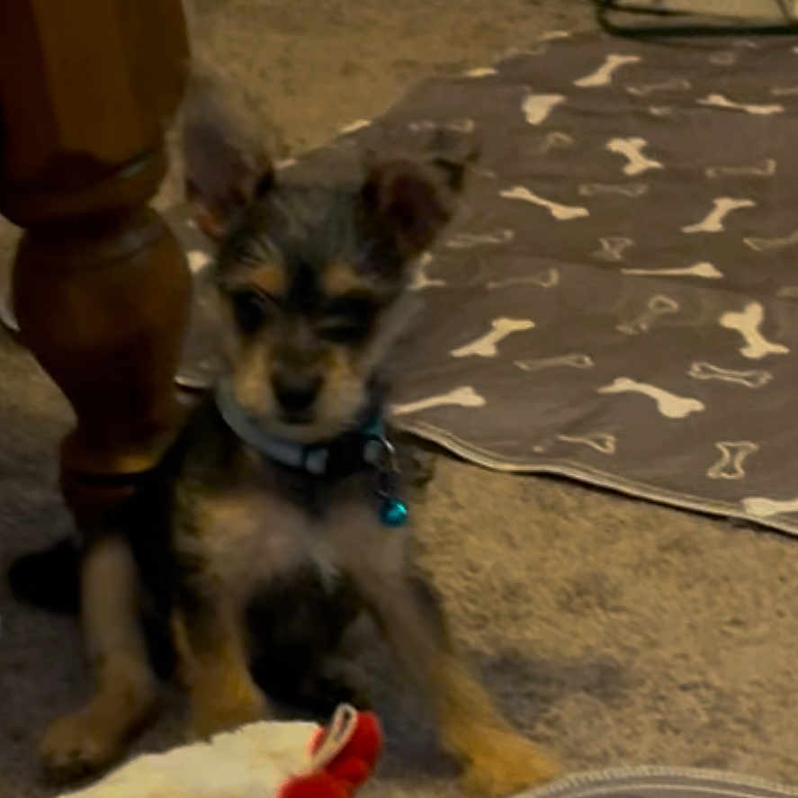 Luke joined the competition — help win amazing prizes! puppy, dog, toy, plush_toy, carpet, indoor, mat, bone_pattern, wooden_table_leg, door, collar, bell, pet, animal, small_dog, floor, furniture, cute, home, playful