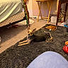 bedroom, blanket, carpet, clothes, collar, cozy, dog, door, floor, furniture, home, indoor, pet, relaxed, rug, small_dog, television, toy, trash_can, wooden_table
