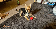Luke joined the competition — help win amazing prizes! bed, bowl, cable, carpet, casual, clutter, collar, dog, ears, floor, furniture, indoor, pet, relaxed, rug, small_dog, snack, table, toy, trash_can