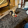 bed, bowl, cable, carpet, casual, clutter, collar, dog, ears, floor, furniture, indoor, pet, relaxed, rug, small_dog, snack, table, toy, trash_can
