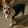 Luke is registered to the contest to win money with this photo: dog, small_dog, pet, indoor, carpet, ears, bandana, curious, alert, wooden_furniture, floor, cute, animal, domestic_animal, standing, looking, tail, fur, collar, home