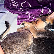 Luke is registered to the contest to win money with this photo: animal, bed, blanket, collar, comfort, cozy, cute, dog, ears, fur, indoors, paw, pet, puppy, purple, relaxation, resting, sleeping, small, tail