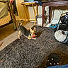 Luke is registered to the contest to win money with this photo: black_and_tan, brown_dog, carpet, carpeted_floor, casual, clothes, cozy, dog, foot, indoor, living_room, pet_bed, playful, rug, small_dog, sock, table, television, toy, wooden_furniture