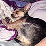 animal, bed, blanket, canine, cozy, cute, cute_pet, dog, domestic_animal, fur, indoor, paw, peaceful, pet, relaxing, resting, sleeping, small_dog, snuggled, soft