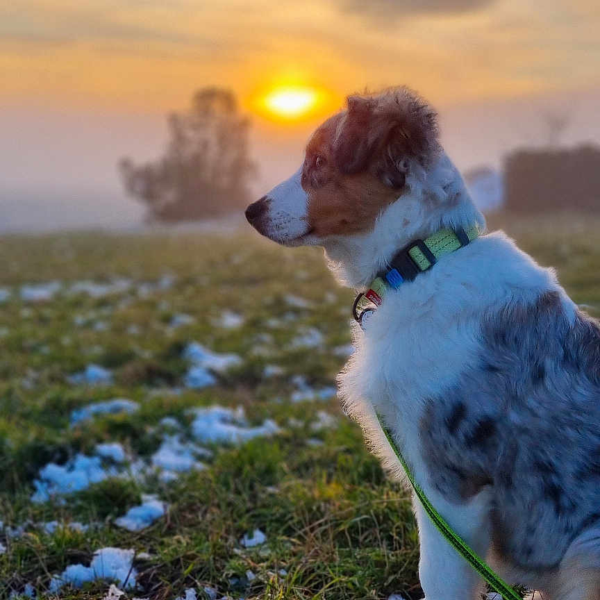 Up participe au concours pour gagner de l'argent avec cette photo : animal, canine, dog, field, flare, grass, grassland, light, nature, outdoors, pet, plant, puppy, sky, snow, sun, sunlight, sunrise, sunset, weather