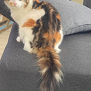 Nala a rejoint le concours — aidez-le/la à gagner de superbes lots ! cat, calico, fluffy, long_tail, orange, white, black, indoor, couch, furniture, pet, animal, sitting, looking, eyes, whiskers, domestic_cat, tail, cozy, household