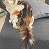 cat, calico, fluffy, long_tail, orange, white, black, indoor, couch, furniture, pet, animal, sitting, looking, eyes, whiskers, domestic_cat, tail, cozy, household
