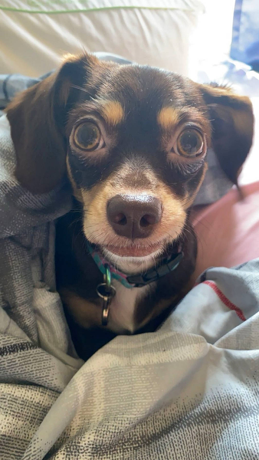 Josie Mae is registered to the contest to win money with this photo: canidae, carnivore, collar, companion_dog, corgi_chihuahua, dog, dog_breed, dog_collar, ear, fawn, fur, liver, puppy, seat_belt, snout, sporting_group, sunglasses, toy_dog, whiskers, working_animal