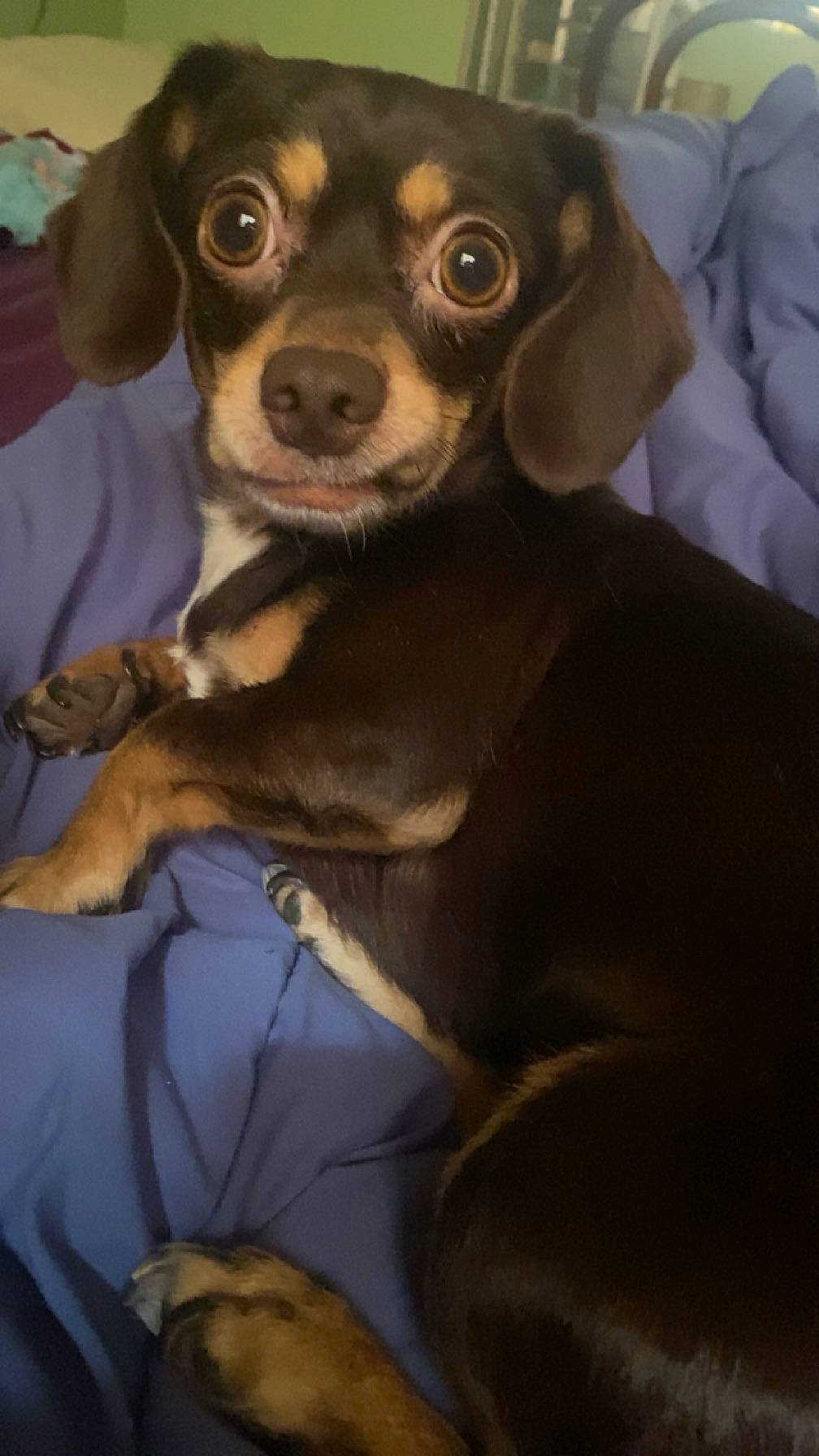 Josie Mae joined the competition — help win amazing prizes! brown, carnivore, collar, comfort, companion_dog, dog, dog_breed, ear, fawn, fur, liver, snout, toy_dog, whiskers, working_animal