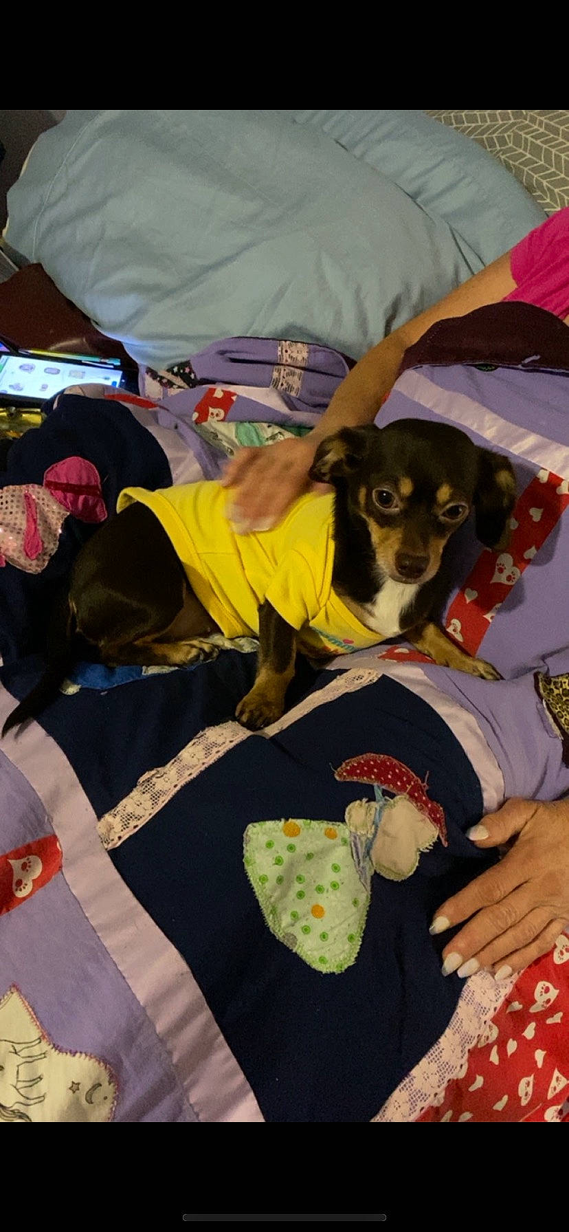 Josie Mae is registered to the contest to win money with this photo: carnivore, comfort, companion_dog, couch, creative_arts, dog, dog_breed, dog_supply, linens, pattern, room, sleeve, sporting_group, t_shirt, toy_dog