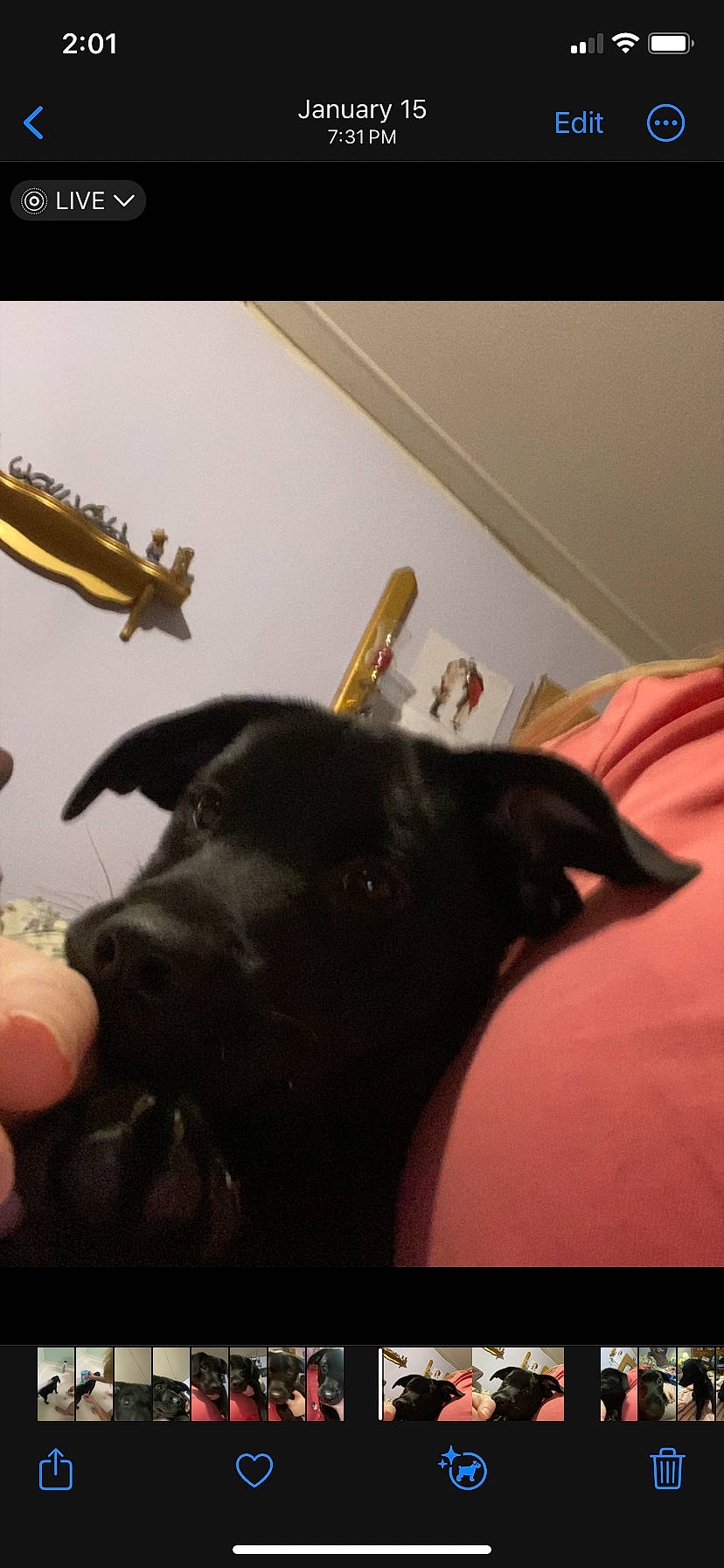 Severus joined the competition — help win amazing prizes! canidae, carnivore, cloud, comfort, companion_dog, dog, dog_breed, dog_collar, ear, fur, gesture, musical_instrument, room, snout, sporting_group, tail, tints_and_shades, toy, whiskers, wood