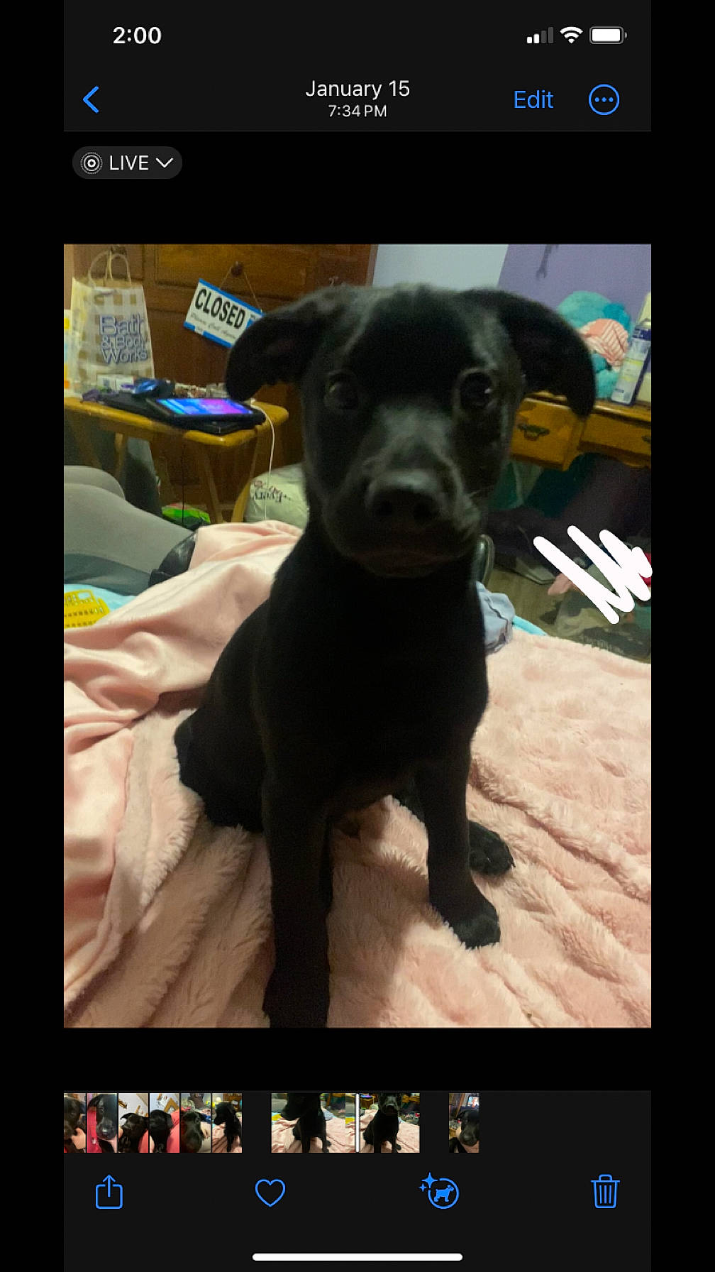 Severus is registered to the contest to win money with this photo: advertising, carnivore, companion_dog, display_device, dog, dog_breed, electronic_device, font, gadget, gun_dog, liver, logo, multimedia, photo_caption, rectangle, screenshot, snout, sporting_group, square, working_animal